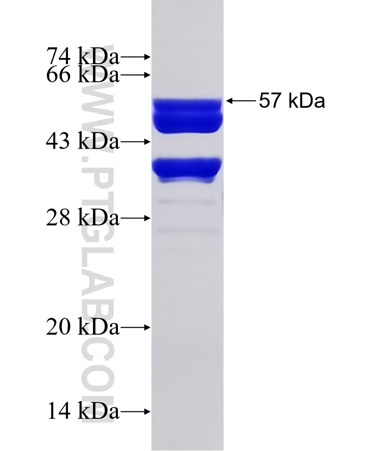 HMGB1 fusion protein Ag1264 SDS-PAGE