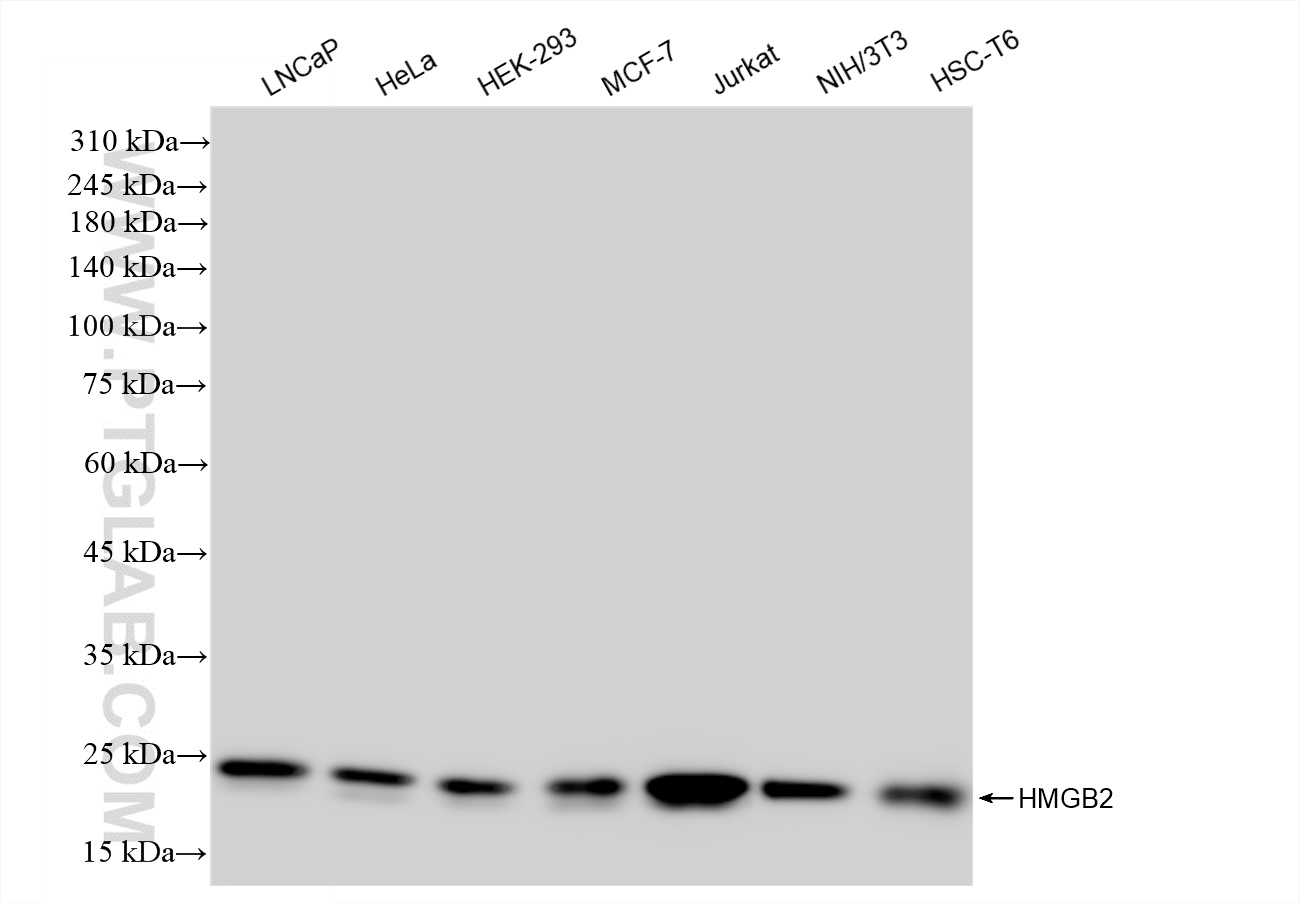 WB analysis using 83482-4-RR (same clone as 83482-4-PBS)