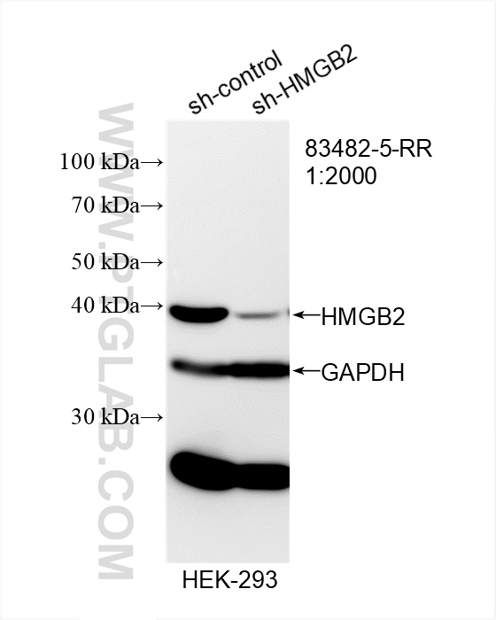 WB analysis of HEK-293 using 83482-5-RR (same clone as 83482-5-PBS)