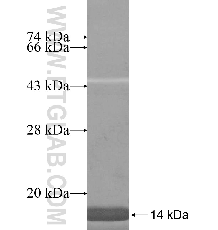 HMGB3L1 fusion protein Ag16756 SDS-PAGE HMGB3L1 fusion protein Ag16756 SDS-PAGE