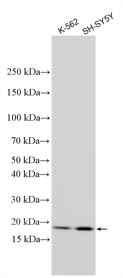 WB analysis using 10953-1-AP