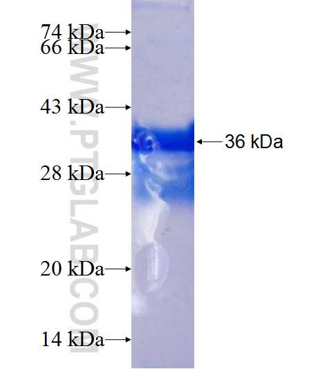 HMGN4 fusion protein Ag2298 SDS-PAGE