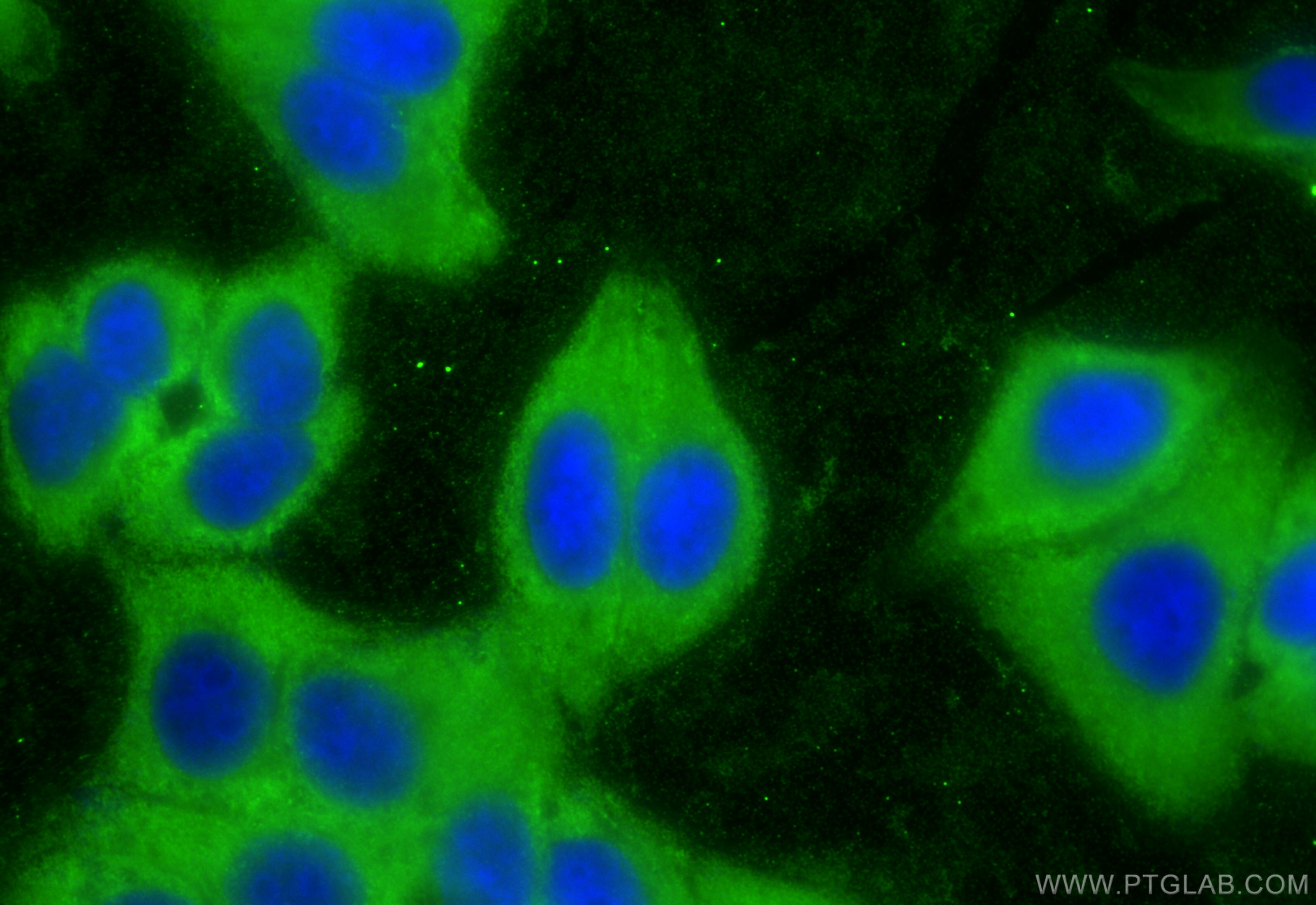 IF Staining of HepG2 using 68718-1-Ig
