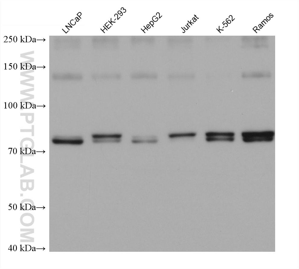 WB analysis using 68718-1-Ig
