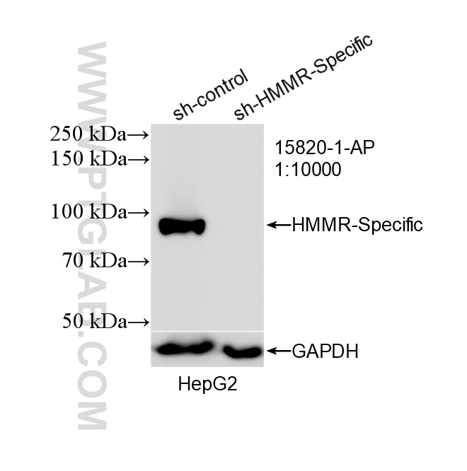 WB analysis of HepG2 using 15820-1-AP
