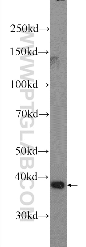 HMOX2 Polyclonal antibody