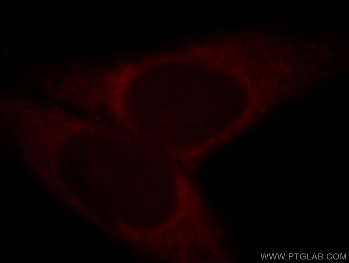 IF Staining of HepG2 using 19423-1-AP