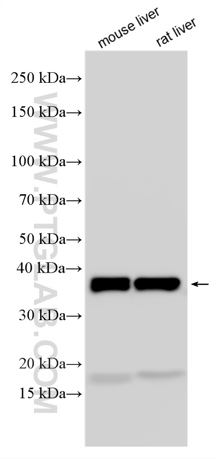 WB analysis using 34183-1-AP (same clone as 34183-1-PBS) WB analysis using 34183-1-AP (same clone as 34183-1-PBS)