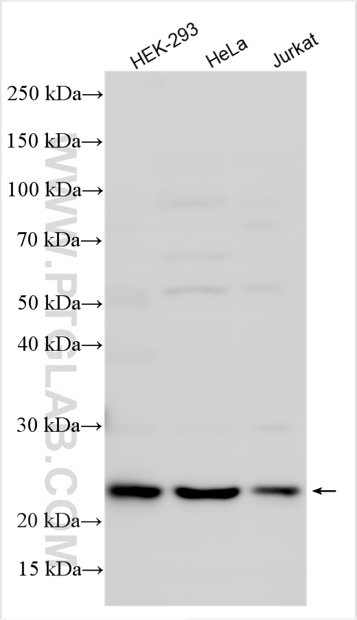 WB analysis using 16285-1-AP