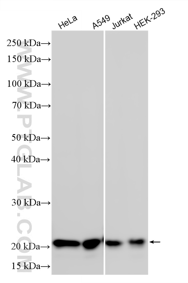 WB analysis using 87093-1-RR (same clone as 87093-1-PBS) WB analysis using 87093-1-RR (same clone as 87093-1-PBS)