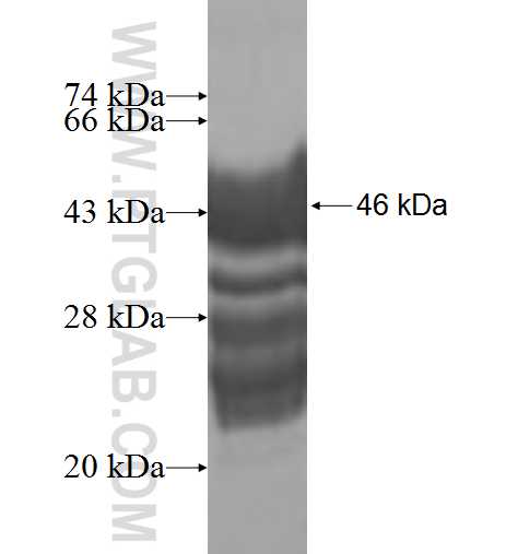 HN1L fusion protein Ag9400 SDS-PAGE