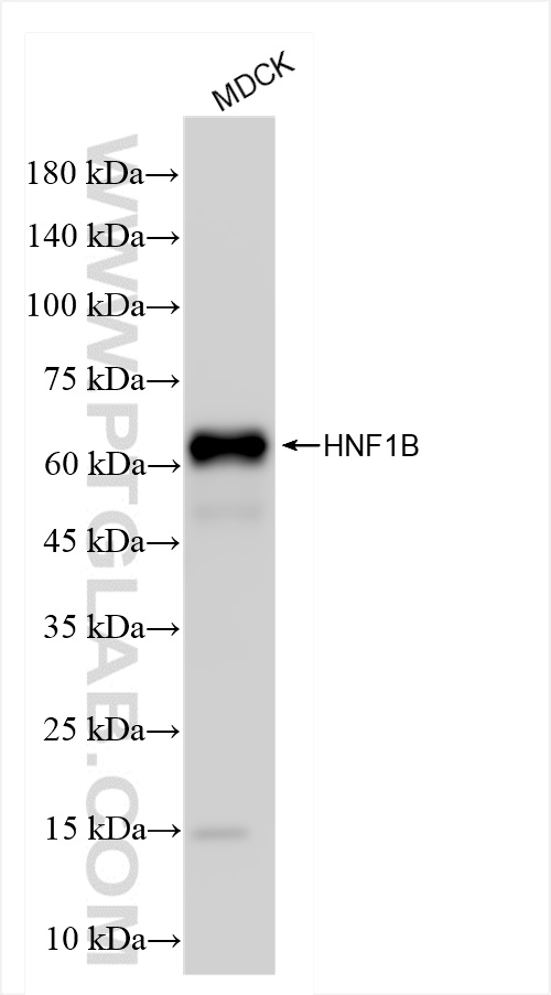 WB analysis of MDCK using 84684-4-RR (same clone as 84684-4-PBS)