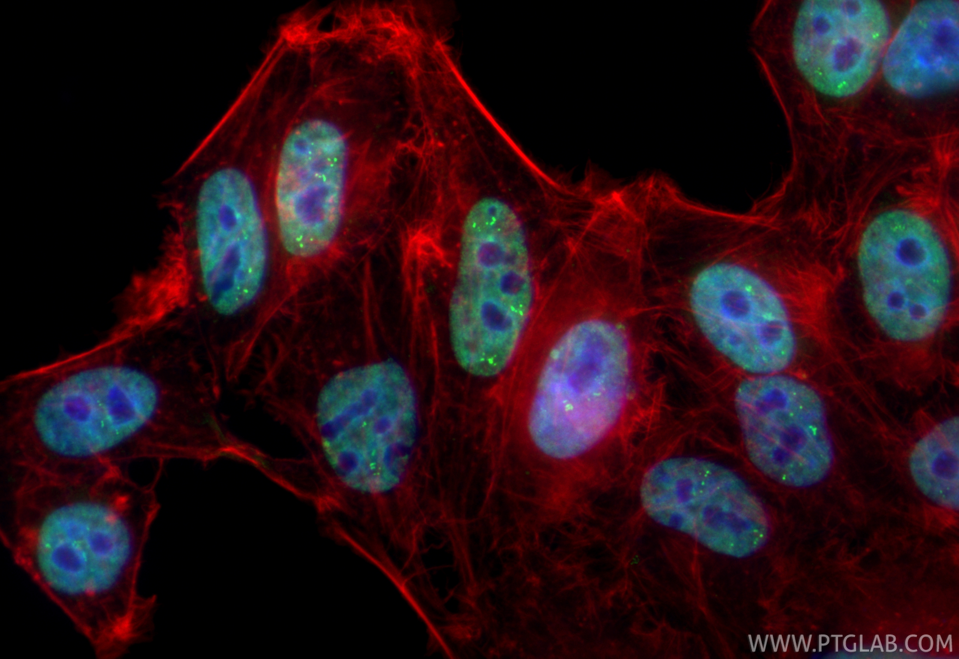 Immunofluorescent analysis of (4% PFA) fixed HepG2 cells using CoraLite® Plus 488 HNF4A antibody (CL488-84316-7, Clone: 241593A2 ) at dilution of 1:200, CL594-Phalloidin (red). IF Staining of HepG2 using CL488-84316-7