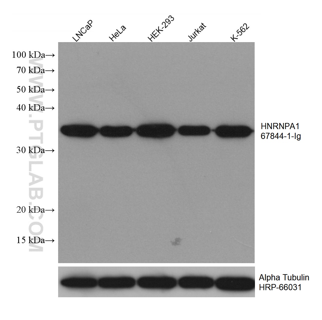 WB analysis using 67844-1-Ig