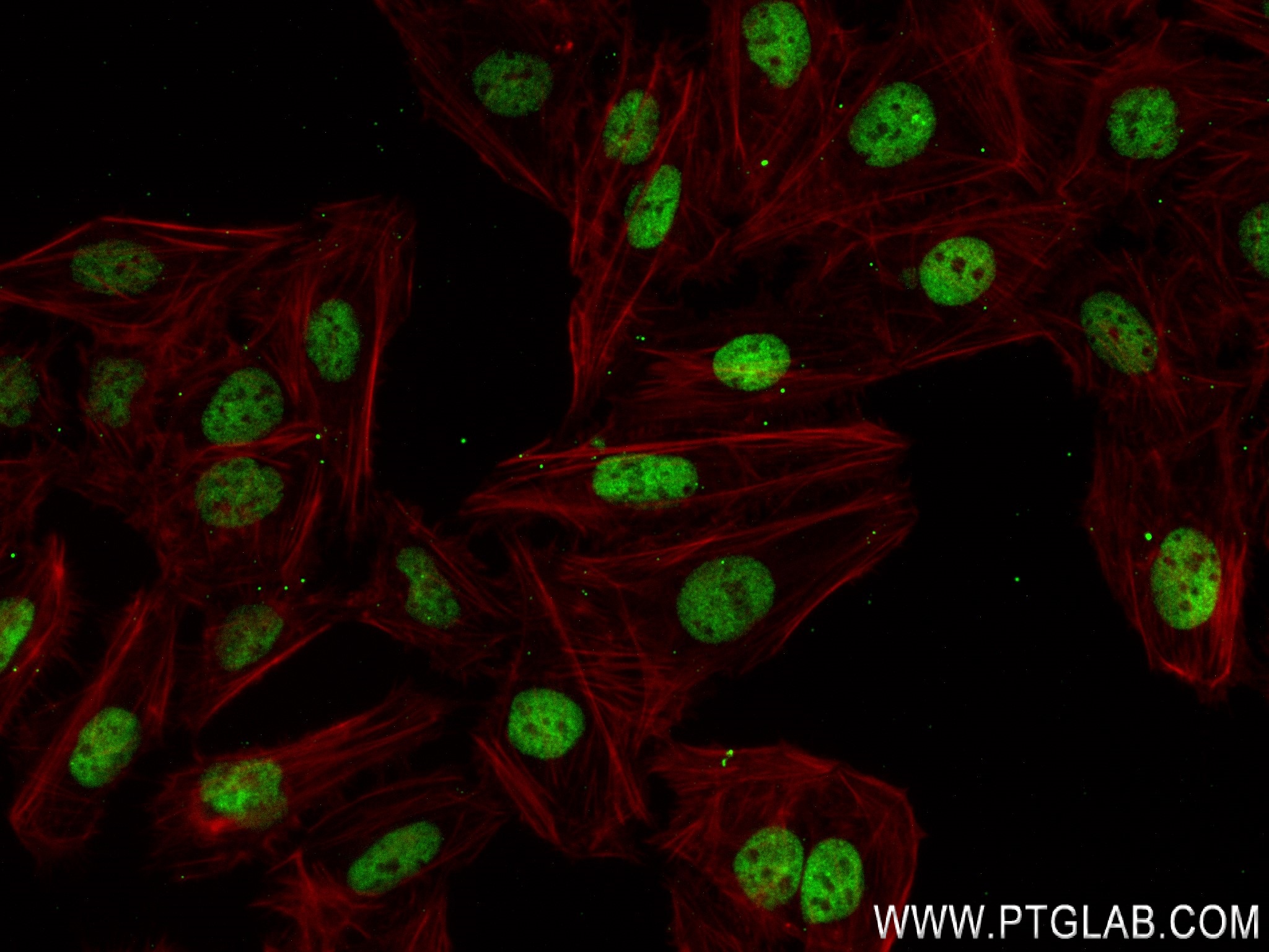 IF Staining of U2OS using 83773-6-RR (same clone as 83773-6-PBS)