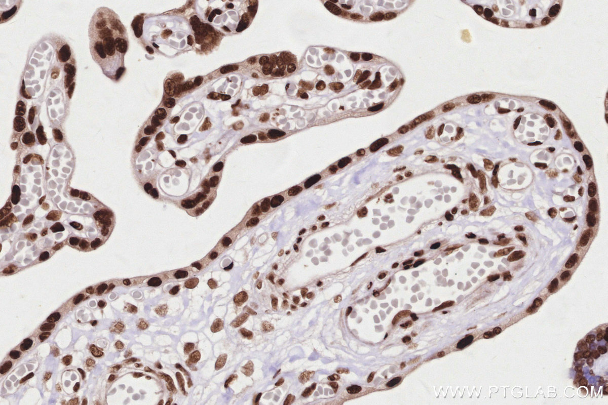 IHC staining of human placenta using 84207-1-RR