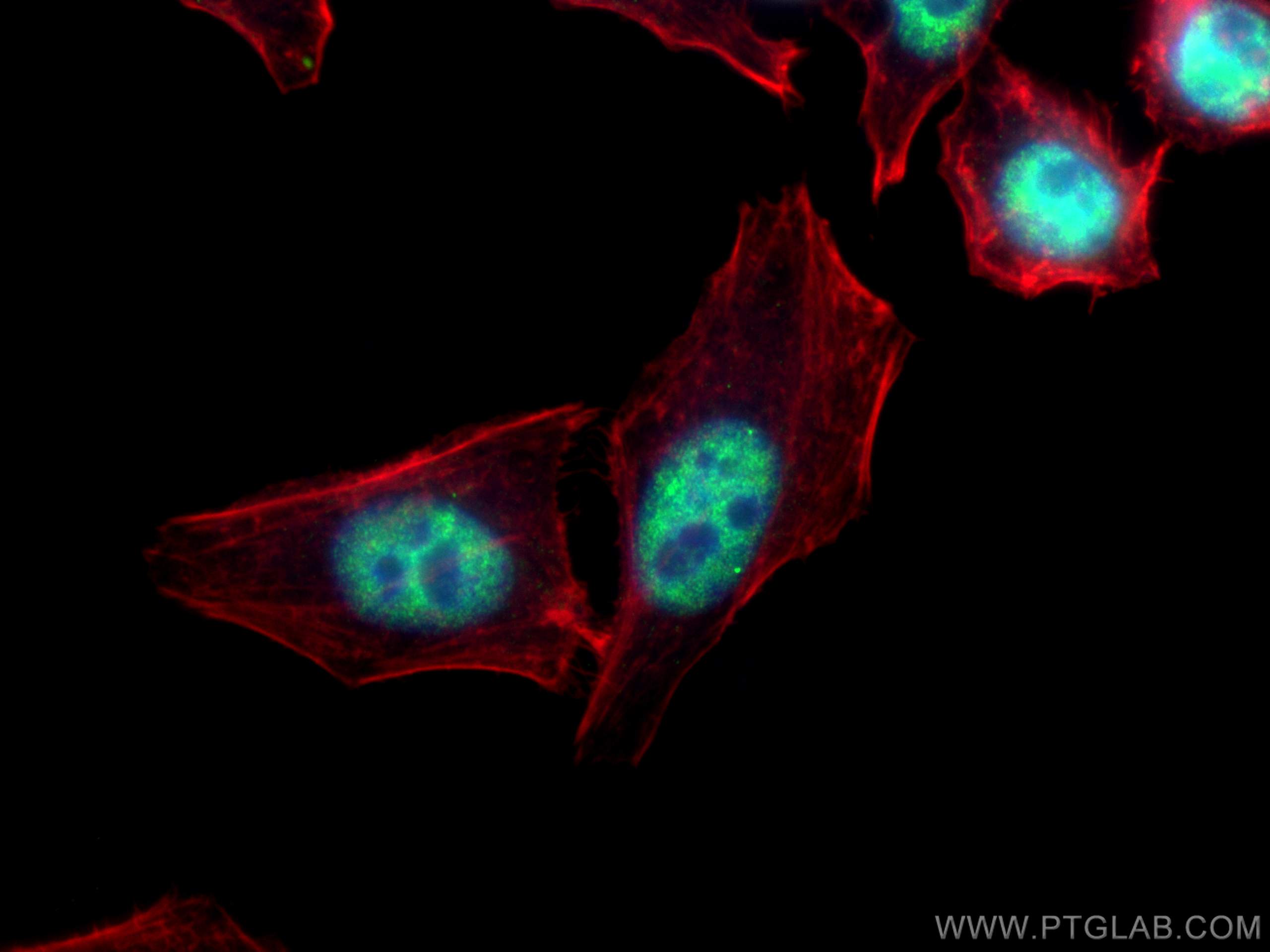 IF Staining of HepG2 using 67701-1-Ig