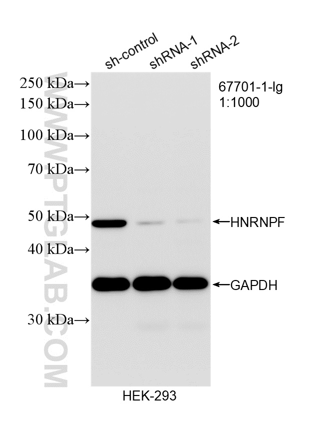 WB analysis of HEK-293 using 67701-1-Ig WB analysis of HEK-293 using 67701-1-Ig