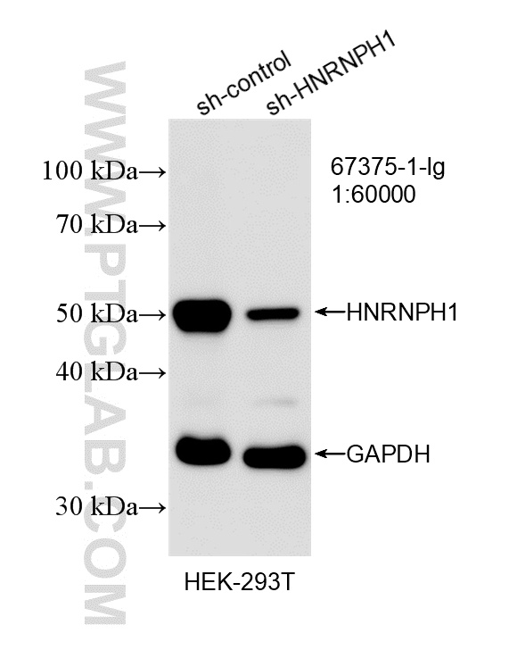 WB analysis of HEK-293T using 67375-1-Ig