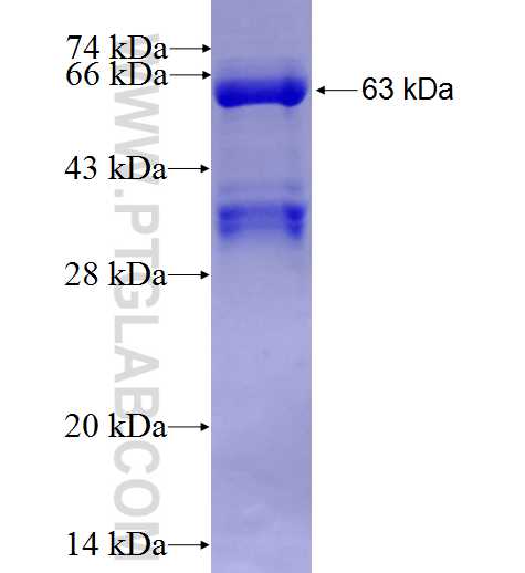 HNRNPH1 fusion protein Ag6506 SDS-PAGE