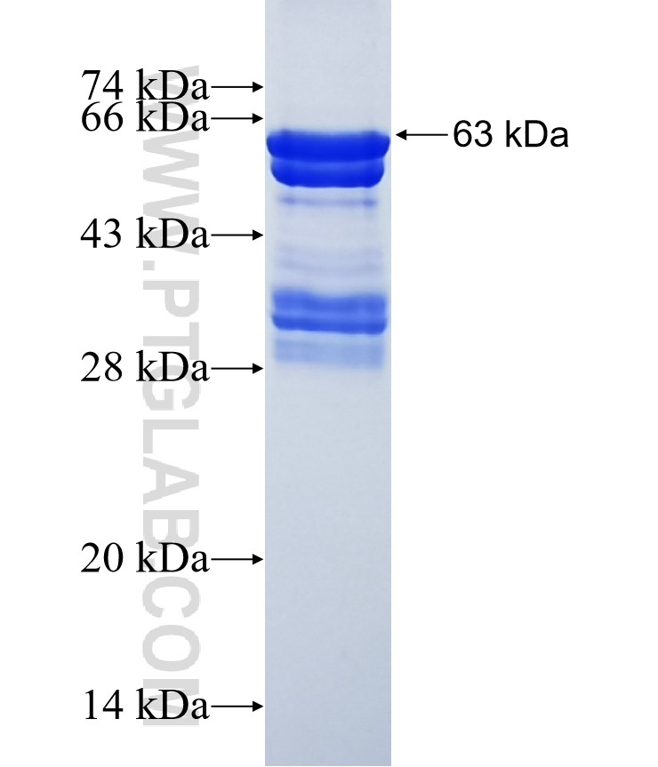 HNRNPH1 fusion protein Ag6506 SDS-PAGE