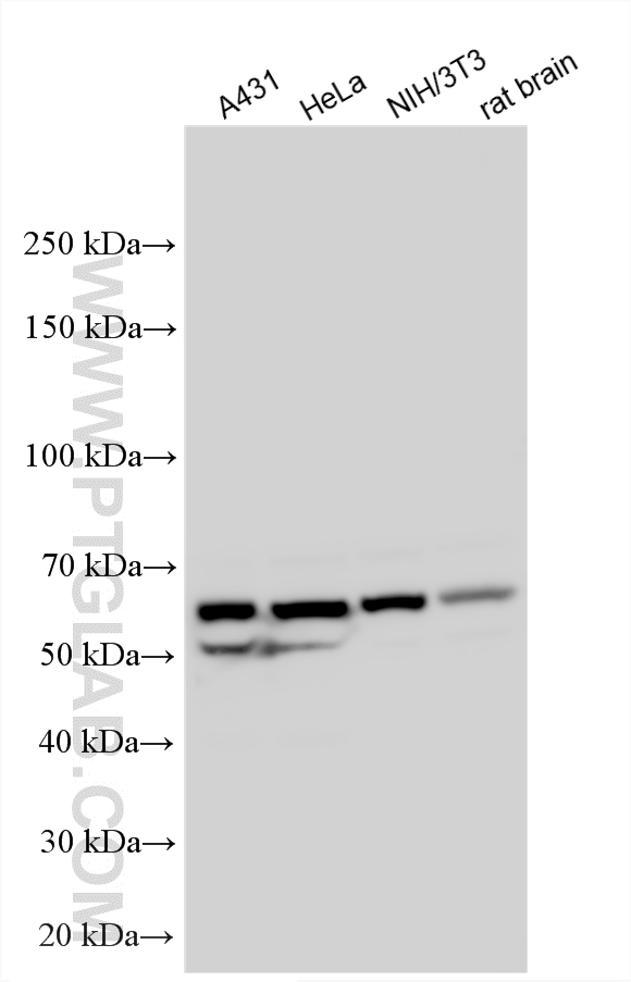 WB analysis using 11426-1-AP