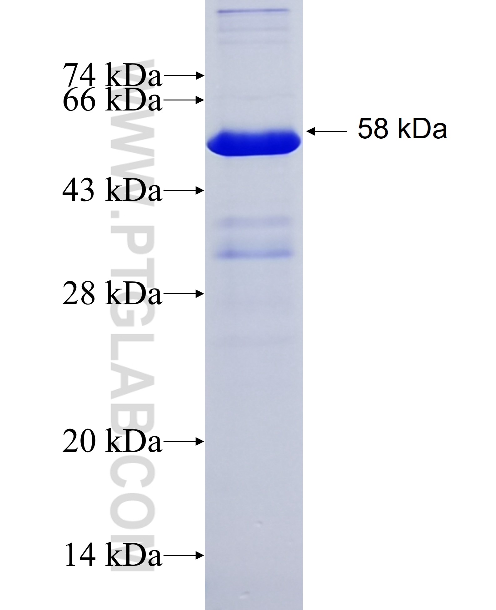 HNRNPK fusion protein Ag22888 SDS-PAGE