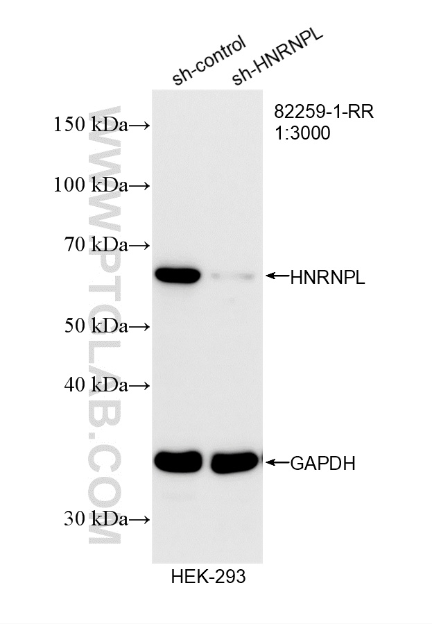 WB analysis of HEK-293 using 82259-1-RR