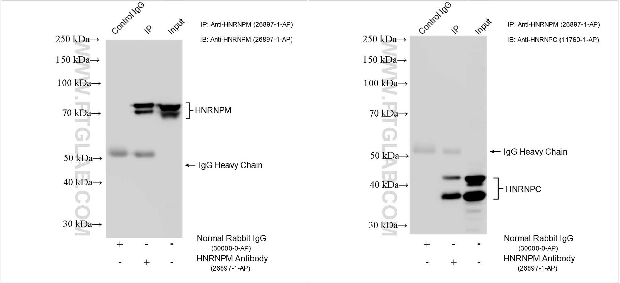 IP experiment of HEK-293T using 26897-1-AP