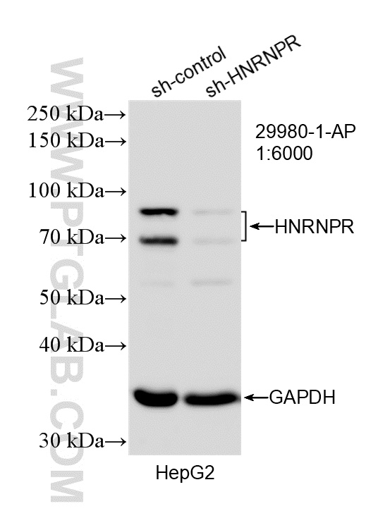 WB analysis of HepG2 using 29980-1-AP