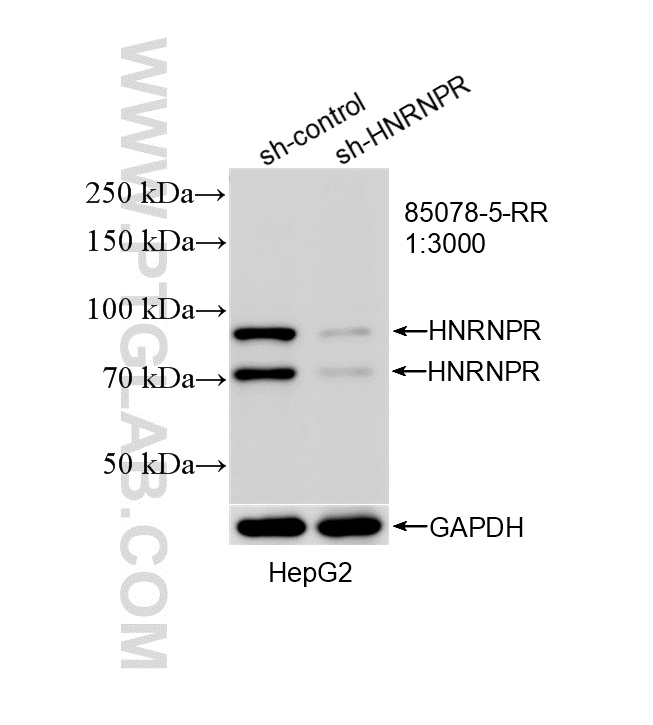 WB analysis of HepG2 using 85078-5-RR WB analysis of HepG2 using 85078-5-RR