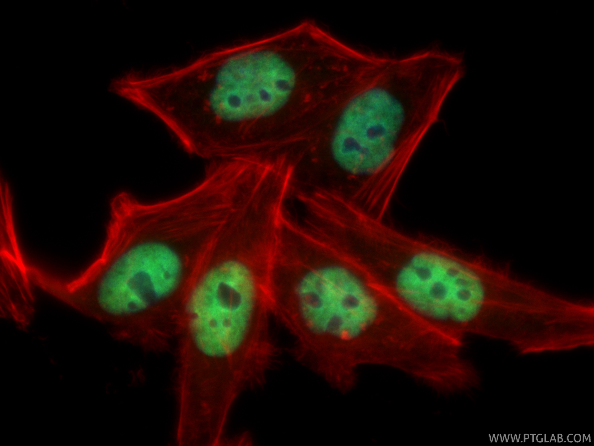 IF Staining of HepG2 using CL488-85078