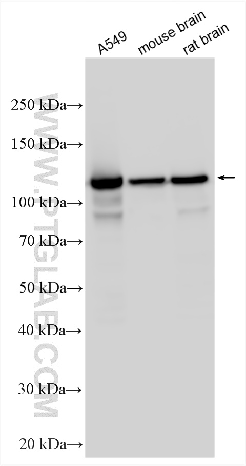 WB analysis using 10578-1-AP