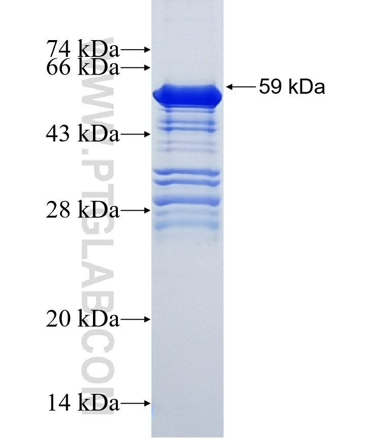 HNRNPUL1 fusion protein Ag0899 SDS-PAGE