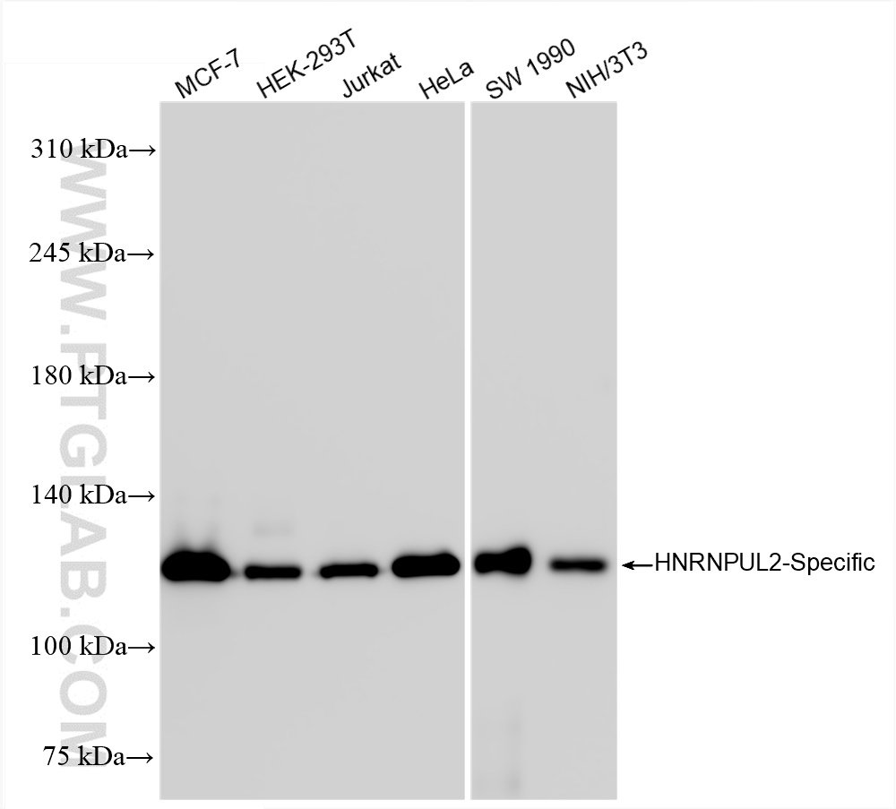 WB analysis using 85739-2-RR