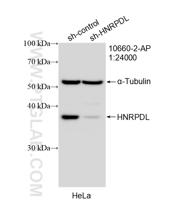 WB analysis of HeLa using 10660-2-AP