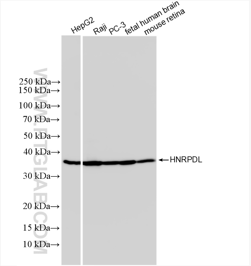 WB analysis using 83129-5-RR