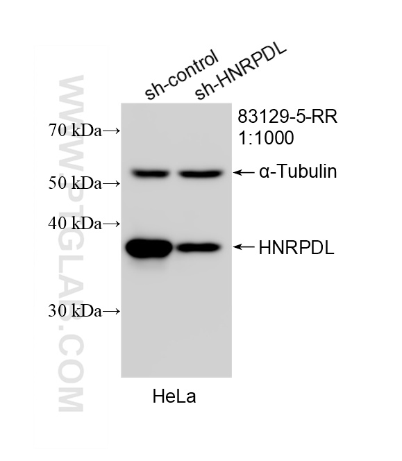 WB result of HNRPDL antibody (83129-5-RR; 1:1000; incubated at room temperature for 1.5 hours) with sh-Control and sh-HNRPDL transfected HeLa cells. WB analysis of HeLa using 83129-5-RR