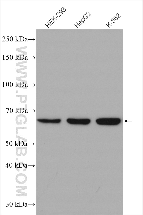 WB analysis using 26769-1-AP