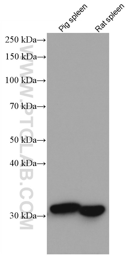 WB analysis using 66743-1-Ig