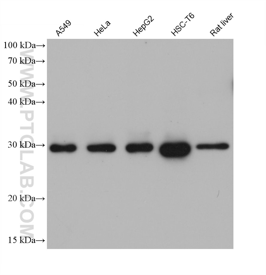 WB analysis using 66743-1-Ig