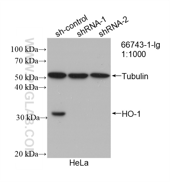 WB analysis of HeLa using 66743-1-Ig (same clone as 66743-1-PBS)