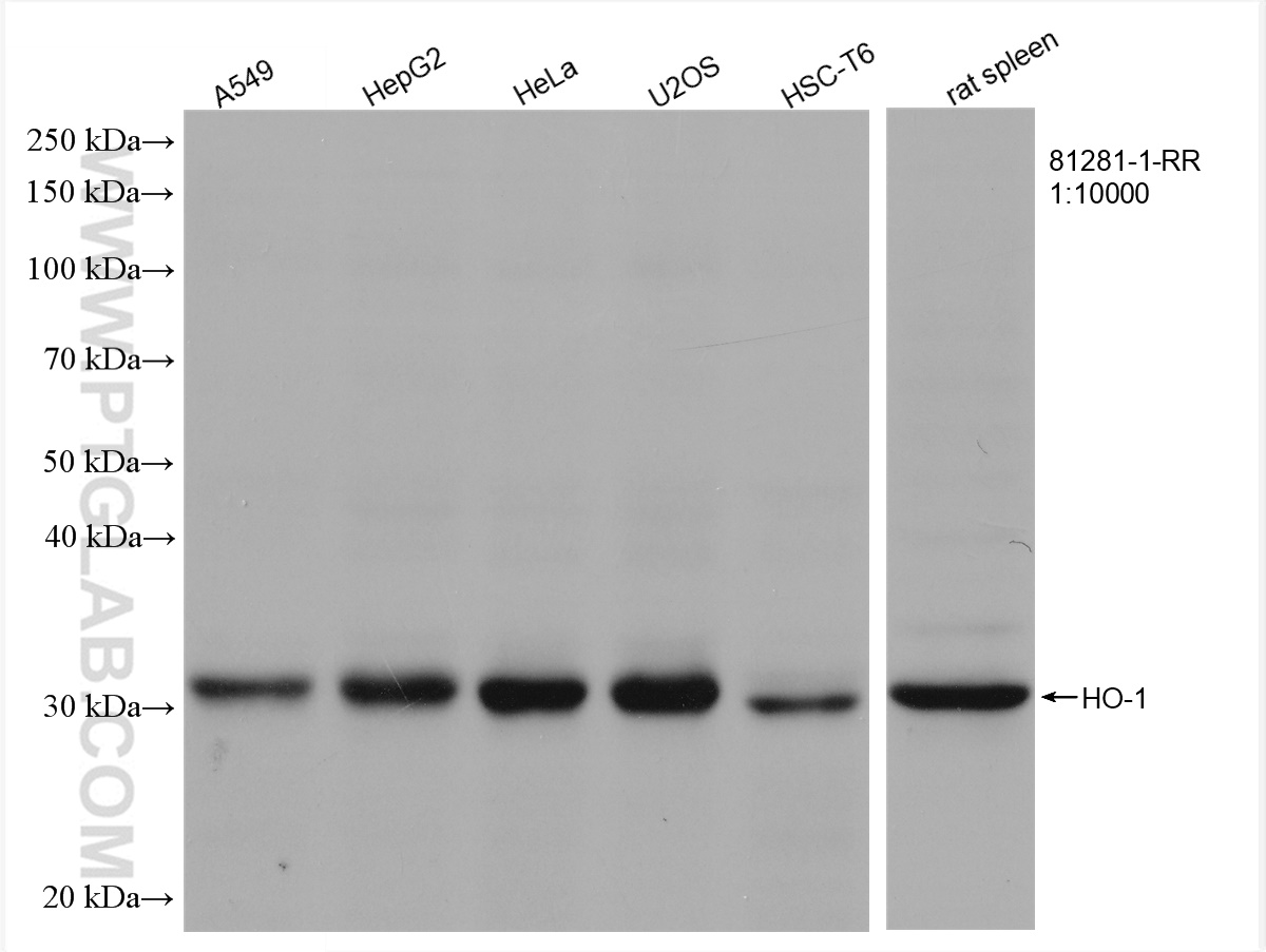 WB analysis using 81281-1-RR (same clone as 81281-1-PBS)