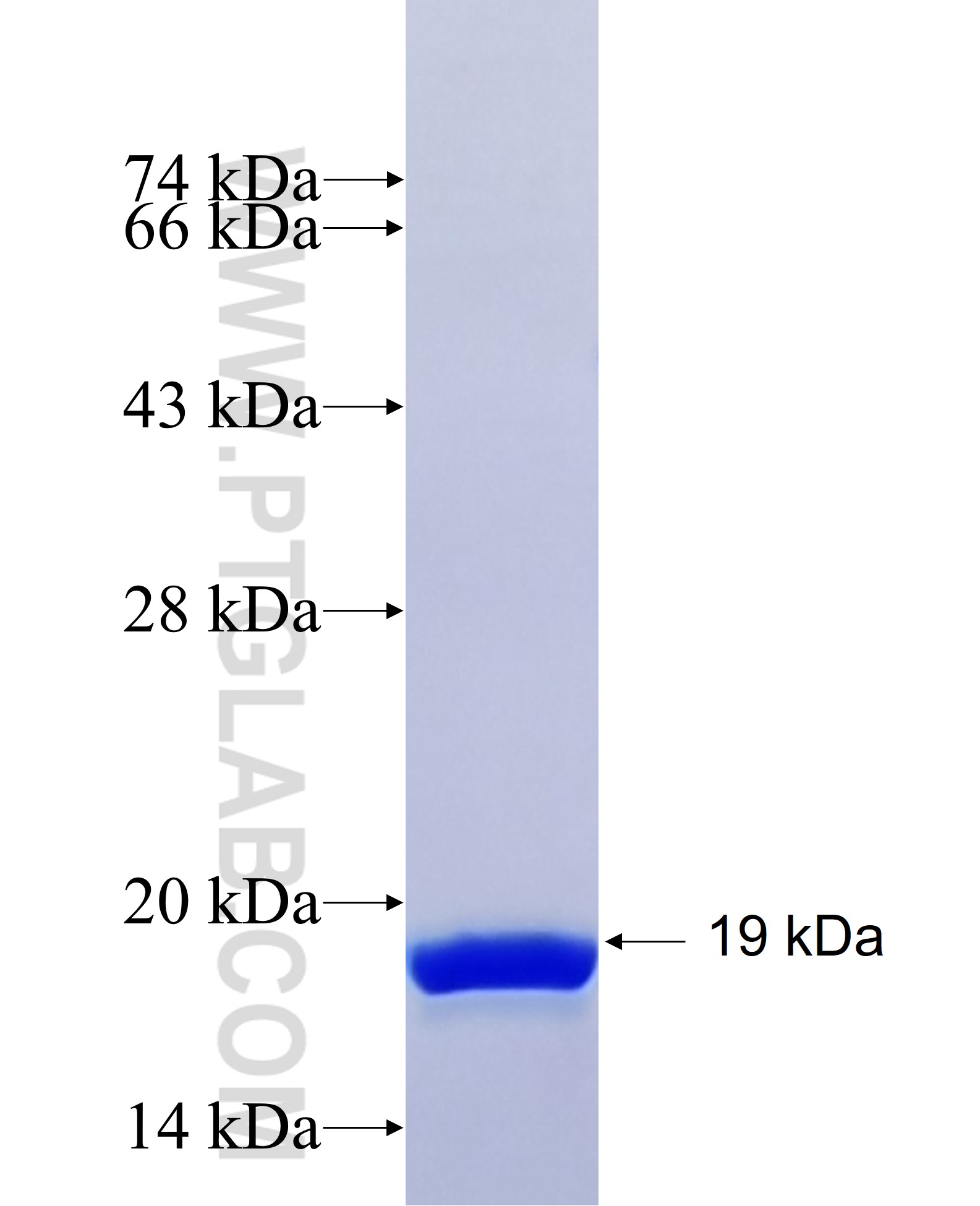 HO-1 fusion protein Ag26181 SDS-PAGE