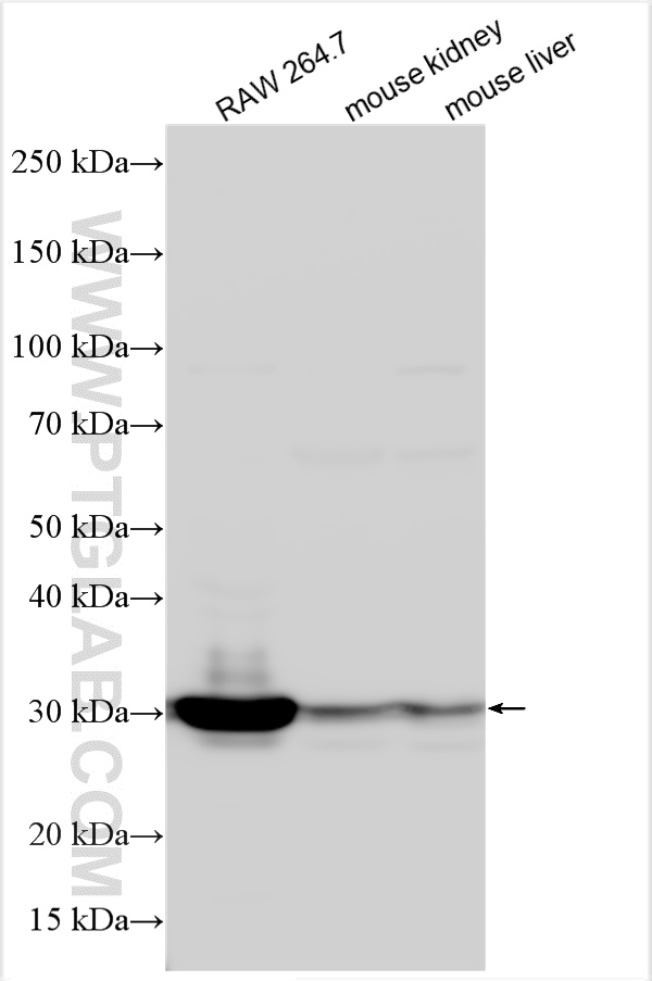 RAW 264.7 cells were subjected to SDS PAGE followed by western blot with 31253-1-AP (HO-1/Hmox1 antibody) at dilution of 1:3000 incubated at room temperature for 1.5 hours. WB analysis using 31253-1-AP