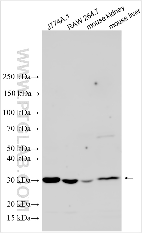 Various lysates were subjected to SDS PAGE followed by western blot with 31253-1-AP (HO-1/Hmox1 antibody) at dilution of 1:8000 incubated at room temperature for 1.5 hours. WB analysis using 31253-1-AP