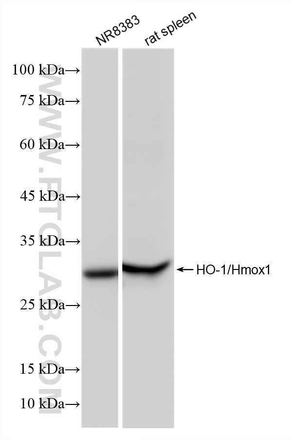 Various lysates were subjected to SDS PAGE followed by western blot with 83291-3-RR (HO-1/Hmox1 antibody) at dilution of 1:10000 incubated at room temperature for 1.5 hours. WB analysis using 83291-3-RR