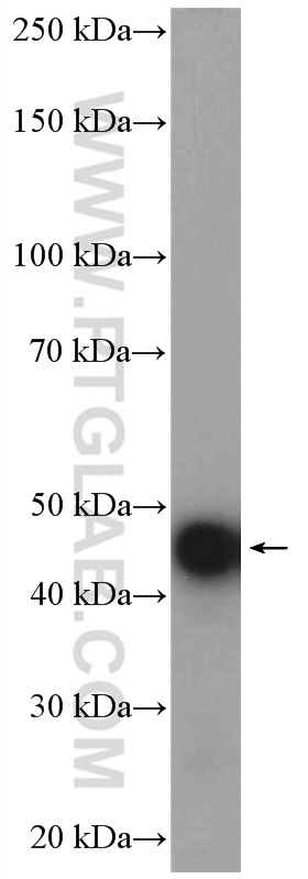 WB analysis of rat brain using 12433-1-AP