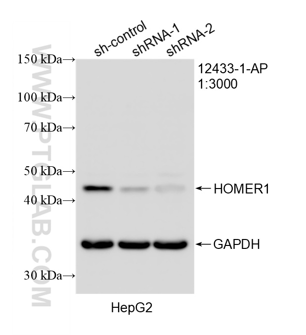 WB analysis of HepG2 using 12433-1-AP WB analysis of HepG2 using 12433-1-AP
