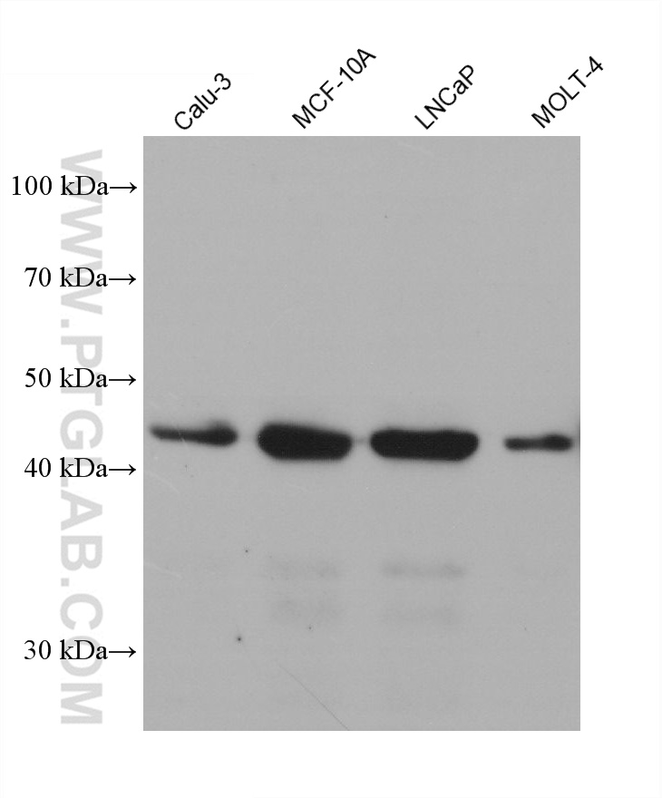 WB analysis using 68597-1-Ig